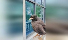 娱乐吃瓜小八哥是谁