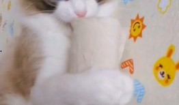 吃瓜娱乐小崽崽小说,小崽崽的娱乐圈奇遇记