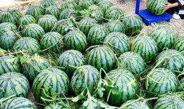 吃瓜视频最全观看,一网打尽热门事件幕后真相