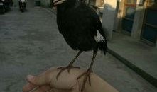 娱乐吃瓜小八哥是谁