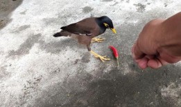 娱乐吃瓜小八哥是谁