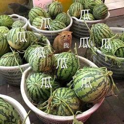 可云吃瓜娱乐,揭秘娱乐圈幕后故事,带你领略明星真实生活